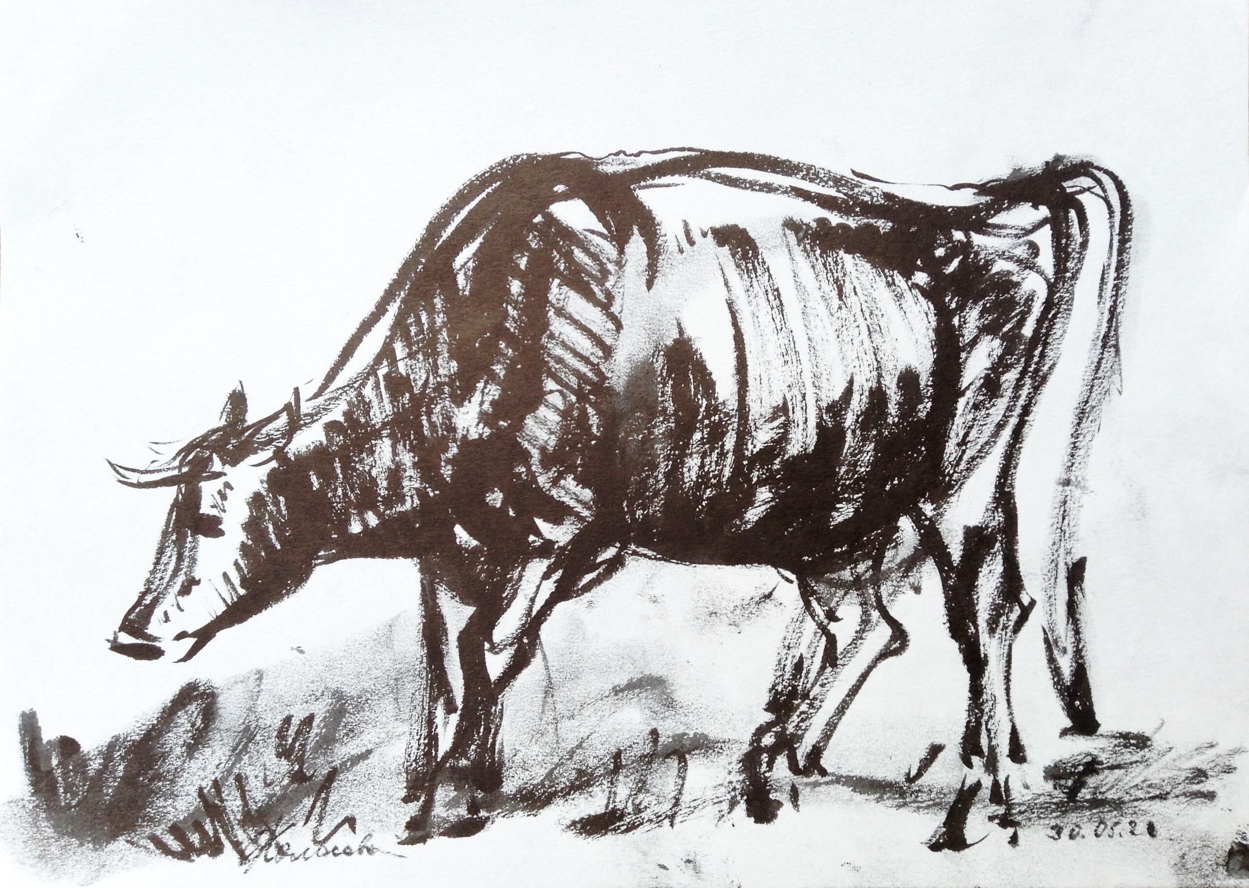 Графика с коровами