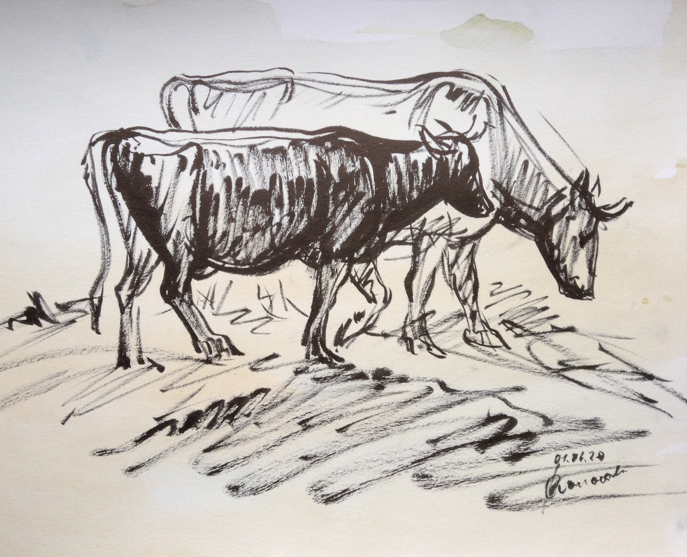 Графика с коровами